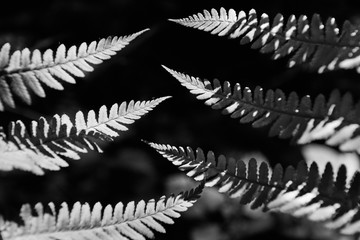  Waves of light and shadow on the fern leaves black and white close-up shot.