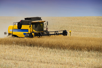 Combine harvester working on harvest of rapeseed field. 