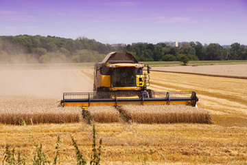 Fototapeta na wymiar Combine harvester machine harvesting ripe wheat crops. 
