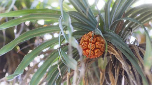 Pandan Tree with Strange Orange Fruit in Sri Lanka
