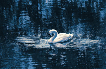 Graceful Swan on a lake in the blue tones.