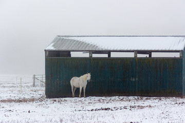 Horse in Snowy Field