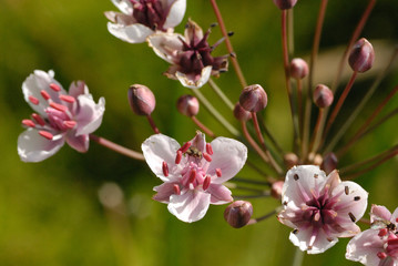 Obraz premium Jonc fleuri - plante aquatique (Butomus umbellatus) 
