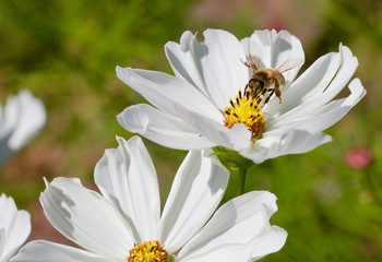 Daisy and Bee