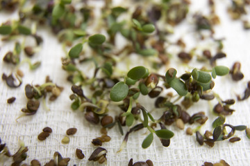 Close up of green sprouts