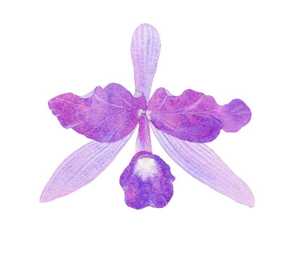 Orchid watercolor illustration