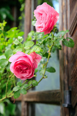 Im romantischen Bauerngarten: Rosa Kletterrosen an einer Fachwerk Mauer neben einem Scheunentor