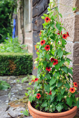 Im romantischen Bauerngarten: Kletterpflanze (schwarzäugige Susanne) an der Hauswand