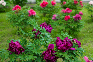 Obraz premium the flowers are pink peonies