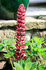 Im romantischen Bauerngarten: Lupinen an einer Bruchstein Terrassenmauer
