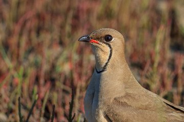 collared pratincole
