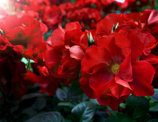 Closeup of a beautiful red roses