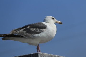 大間崎のカモメ