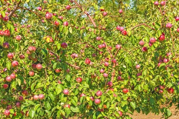 Apple trees with red fruits in the orchard