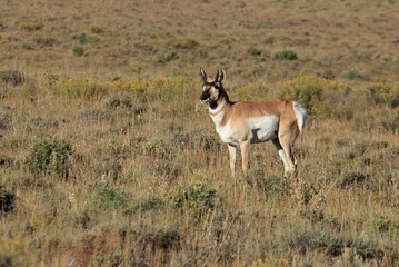 Naklejka na ściany i meble Pronghorn in it's vast range against the skyline and horizon. The pronghorn of the western United States are iconic and are often seen in the same areas as North American bison.