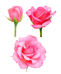 Set of pink roses isolated on white background with clipping path.