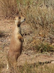 Utah Prairie Dog
