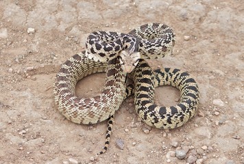 Blow Snake Symmetry