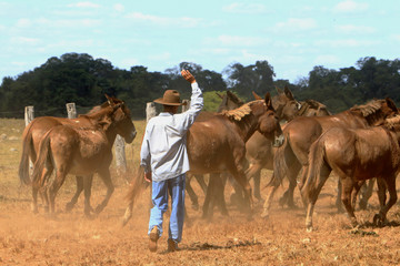 Fazenda de gado