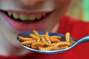 ein Löffel voll Mehlwürmer, bereit zum Essen,- Insekten als Ernährung der Zukunft, Würmer. eine proteinreiche Nahrung