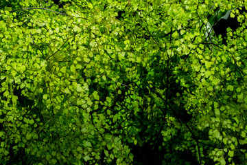 nature 