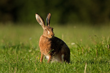 european hare, lepus europaeus, Czech republic