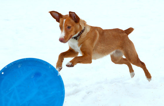 red hound boy play with frisbee in snow park background