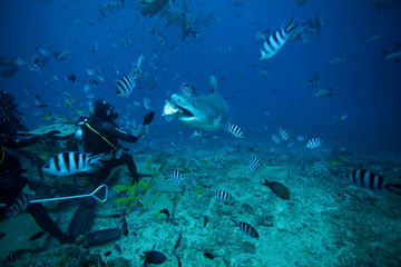 bull shark, carcharhinus leucas, Beqa lagoon, Fiji