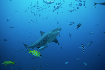bull shark, carcharhinus leucas, Beqa lagoon, Fiji