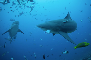Obraz premium bull shark, carcharhinus leucas, Beqa lagoon, Fiji