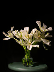 Fototapeta na wymiar White Flowers with Black Background