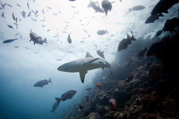 Obraz premium grey reef shark, carcharhinus amblyrhynchos,Beqa lagoon, Fiji