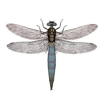 Dragonfly - 3D render