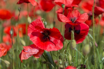 Poppies