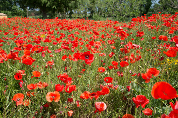 Poppies