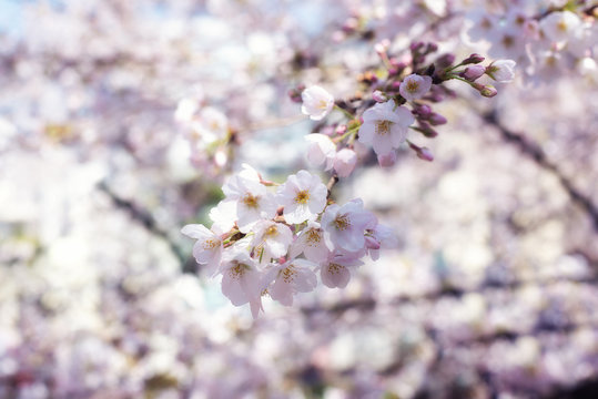 Sakura or cherry blossom season. Abstract cherry blossom Background in Japan.