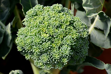 Fresh broccoli.