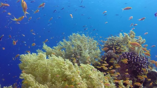 Underwater Tropical Seascape. Picture of beautiful underwater colorful fishes scalefin anthias fish and corals in the tropical reef of the Red Sea, Dahab, Egypt.