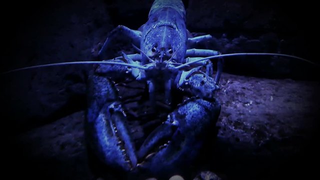 Closeup view of a blue lobster