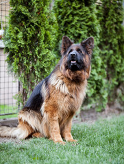 A long-haired German shepherd poses in the yard
