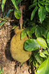 Jackfruit tree © lucato