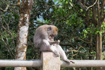 Monkey Bali