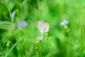 Closeup butterfly on flower
