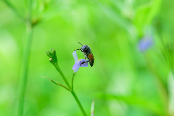 Bee on purple  flower,Honey Bee, Bee