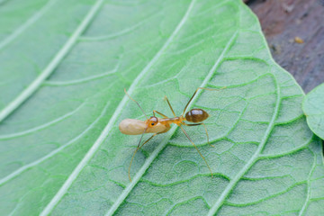 ant moving larvae on leaf background