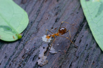 ant moving larvae on wood