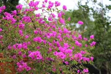 Obraz premium Bougainvillea pink flowers decorate in the garden