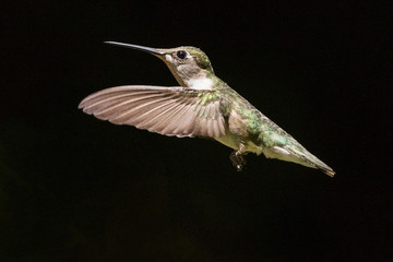 Fototapeta premium Solo Hummingbird in flight