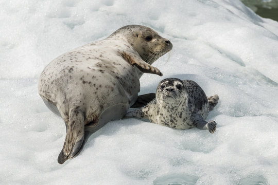 Harbor seal mother and pup