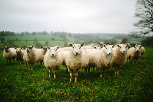 Flock of sheep standing in pasture